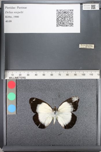 Media type: image;   Entomology 130242